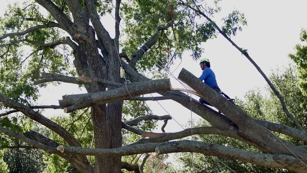 Professional Crown Thinning performed by certified arborists in Renfrew